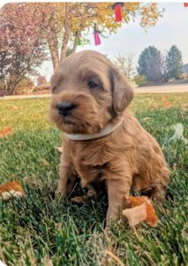 Maple