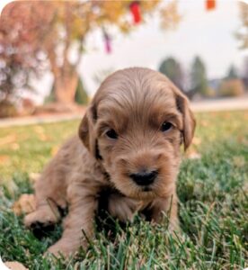 Shiloh